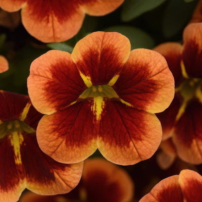 Calibrachoa Starjump Orange - Garden Express Australia
