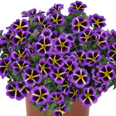 Calibrachoa Tik Tok Blue - Garden Express Australia