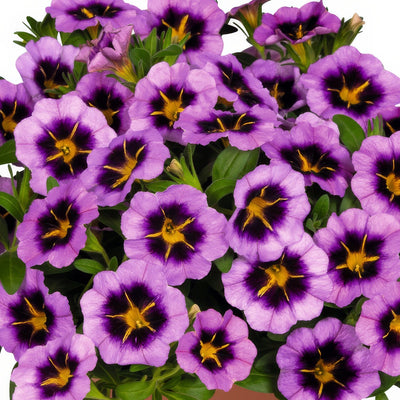 Calibrachoa Tik Tok Grape - Garden Express Australia