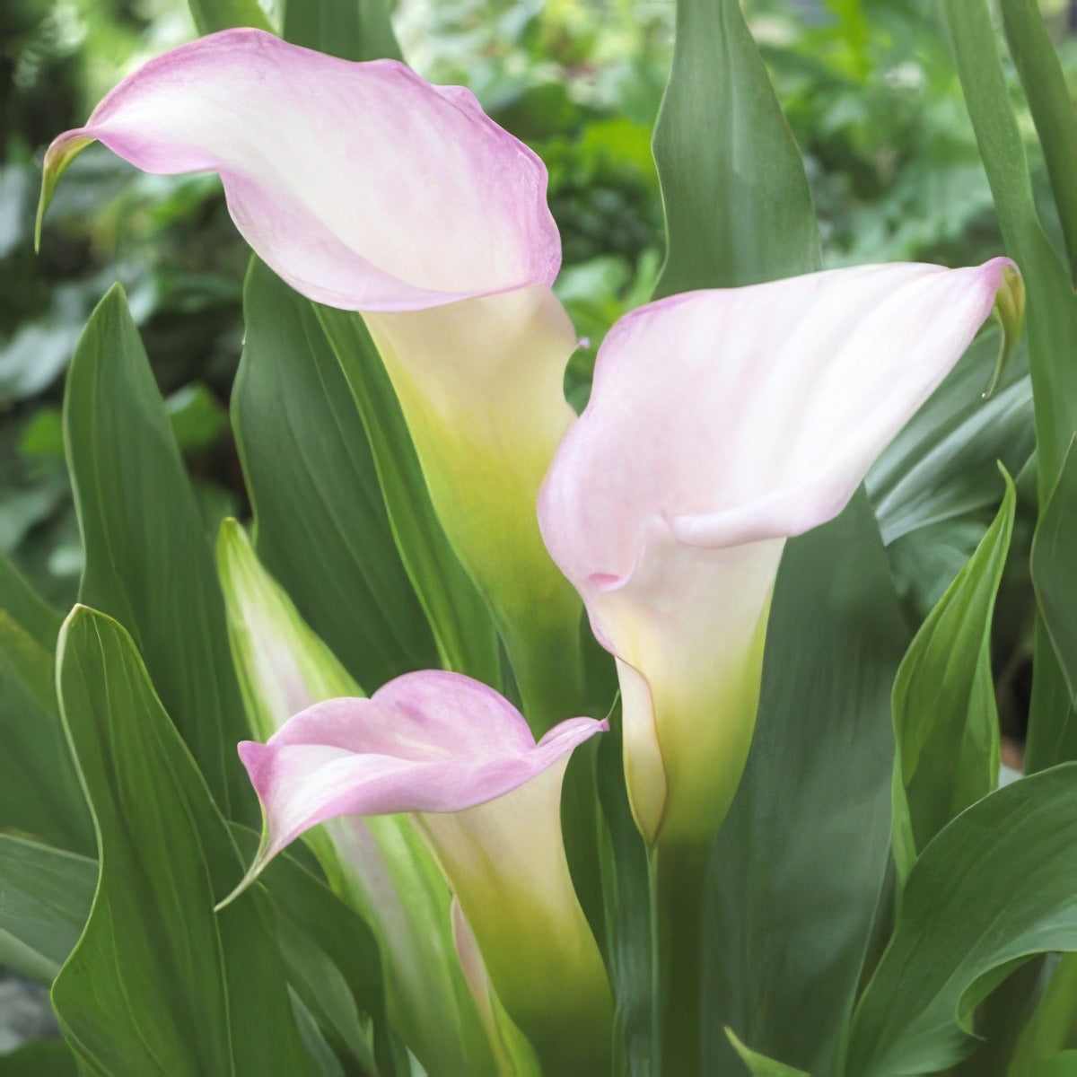 Calla Lily Crystal Blush Bulcalcbl - Garden Express Australia