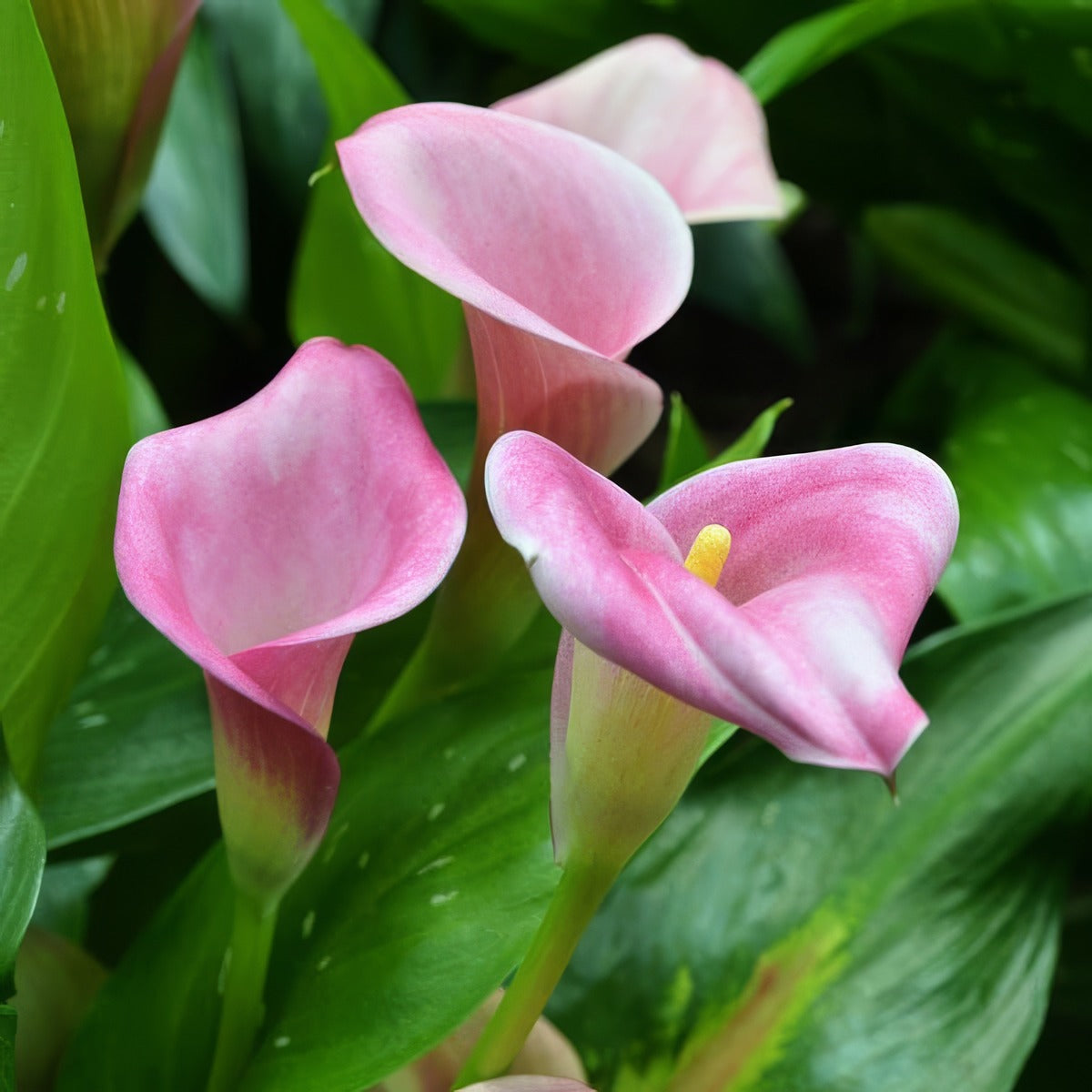 Calla Lily Denver P14calden - Garden Express Australia