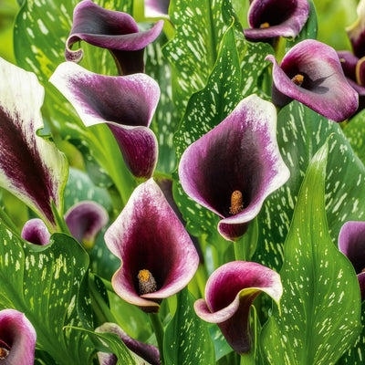 Calla Lily Dubai Nights 2 Pkcaldni - Garden Express Australia