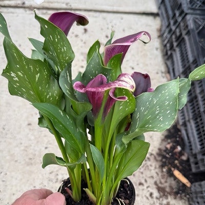 Calla Lily Dubai Nights Potted - Garden Express Australia