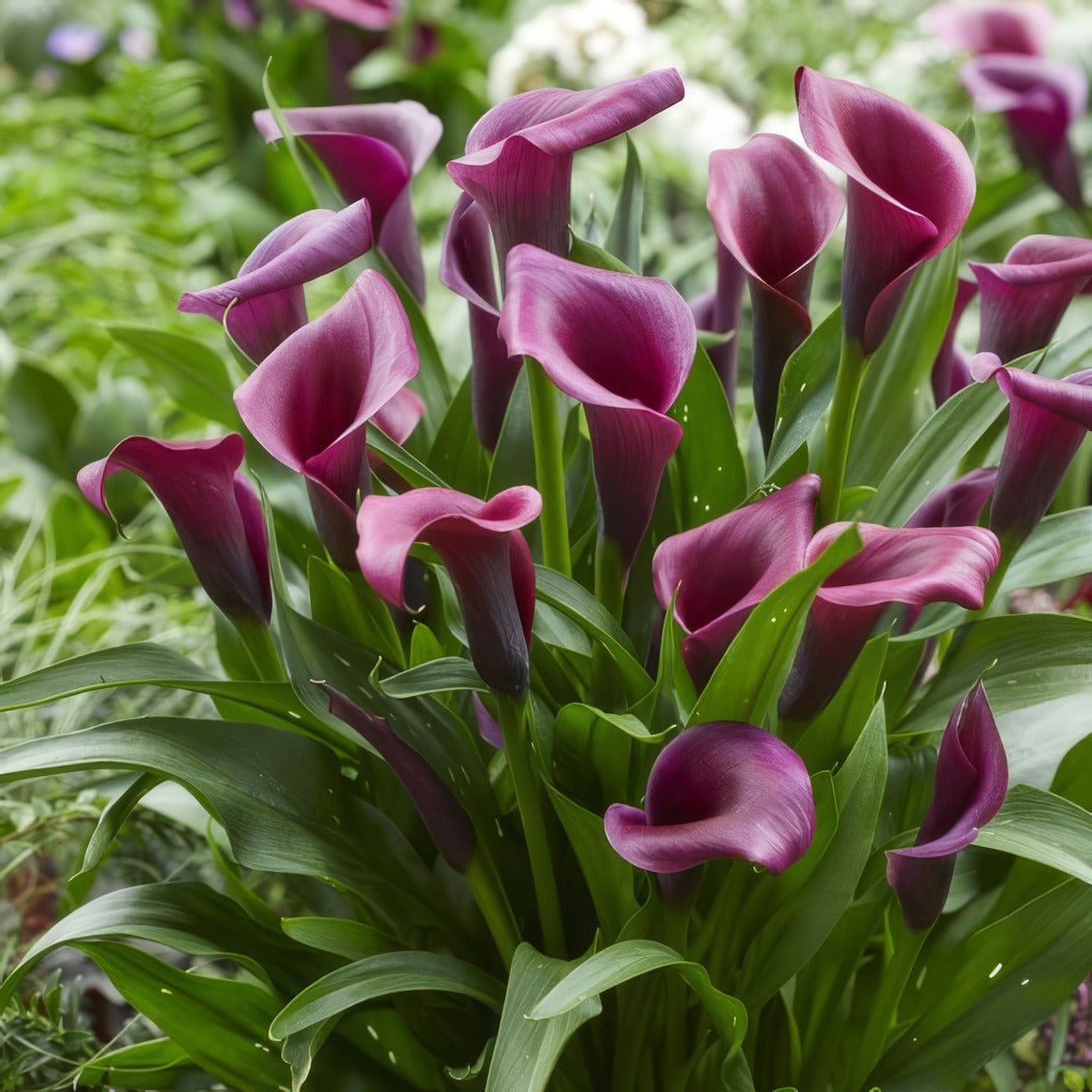 Calla Lily Durban P14caldur - Garden Express Australia