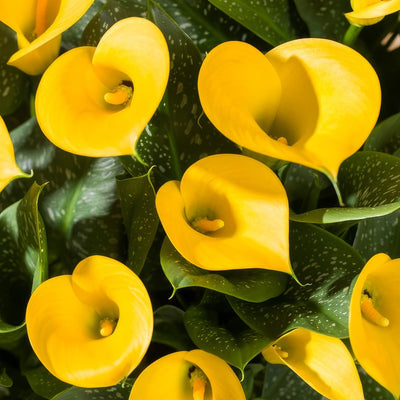 Calla Lily Sunya - Garden Express Australia