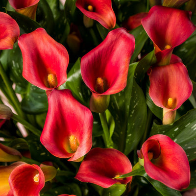 Calla Lily Bloody Mary Pkcalbma - Garden Express Australia