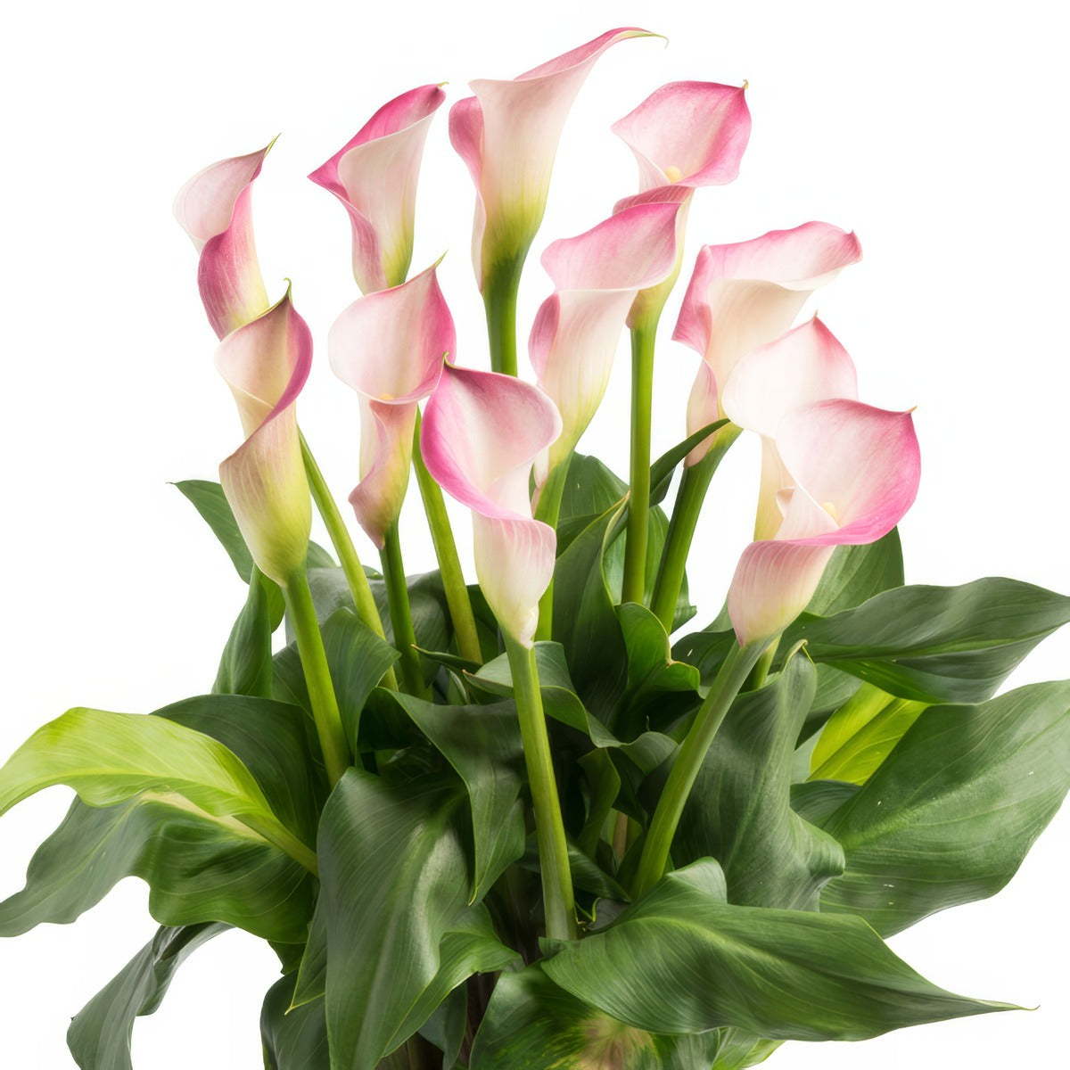 Calla Lily Dreamland 2024 Pkcaldre - Garden Express Australia
