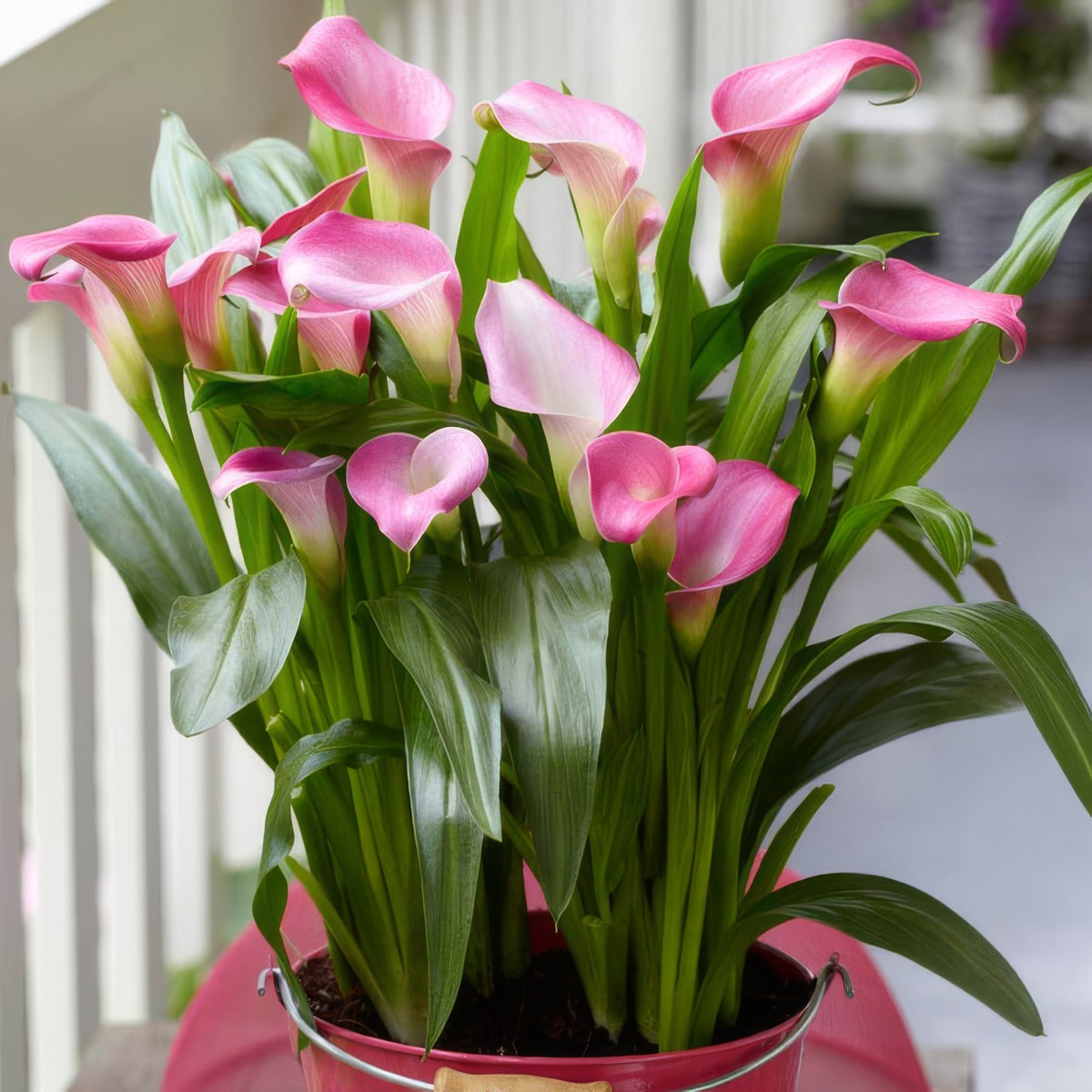 Calla Lily Garnet Glow Pkcalggl - Garden Express Australia