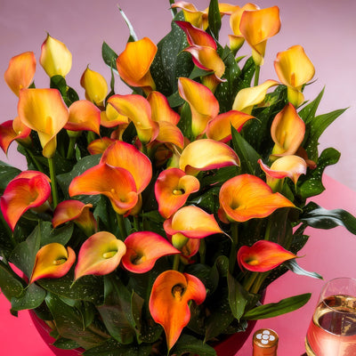 Calla Lily Morning Sun 2023 Pkcalmsu - Garden Express Australia