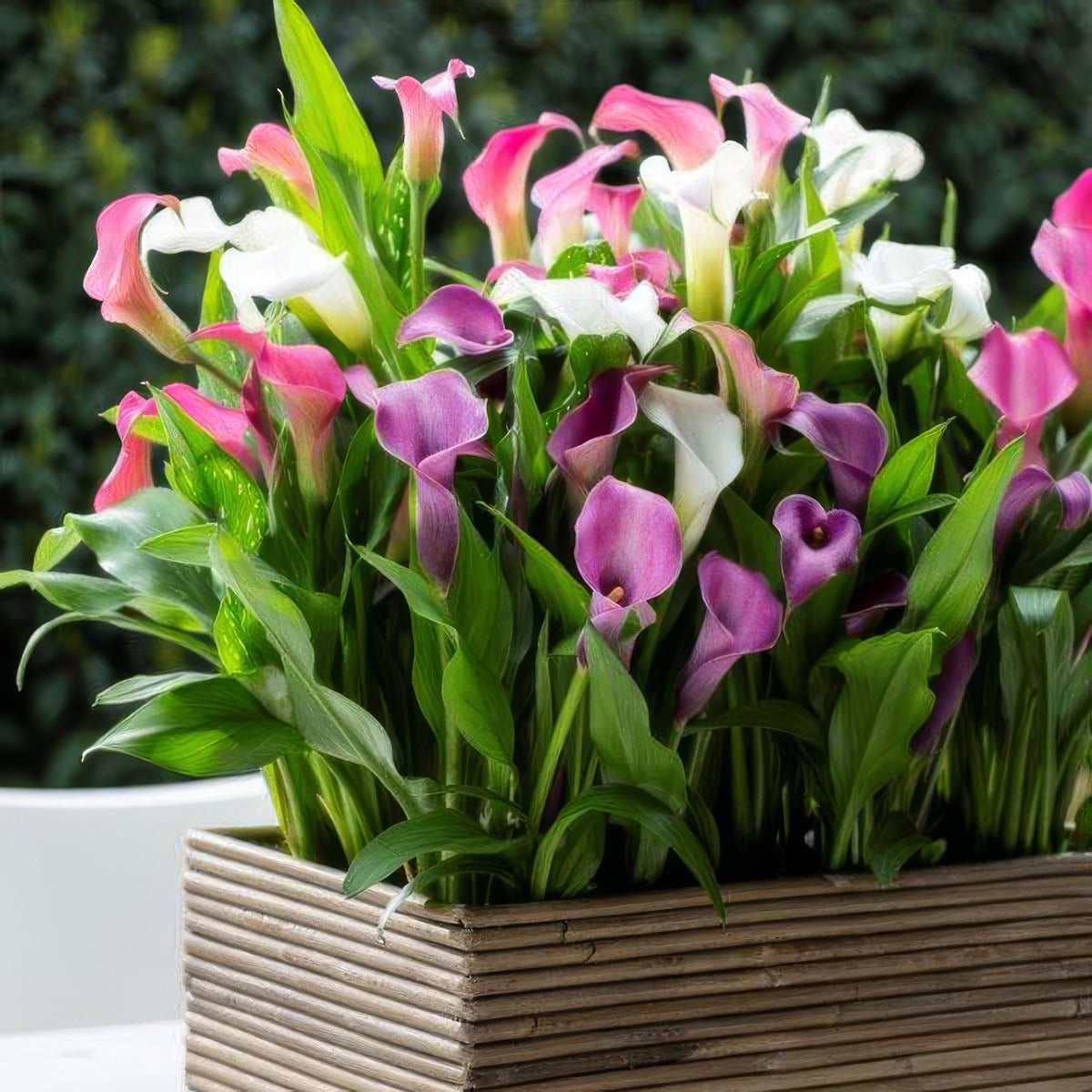 Calla Lily Pot Mixed Pkcalpmx - Garden Express Australia