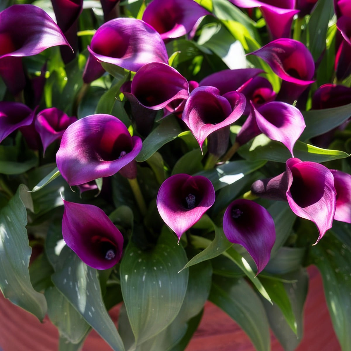 Calla Lily Purple Spirit Pkcalpsp - Garden Express Australia