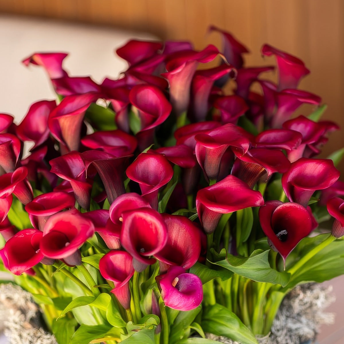 Calla Lily Red Salsa 1 Pkcalrsa - Garden Express Australia