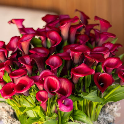 Calla Lily Red Salsa 1 Pkcalrsa - Garden Express Australia