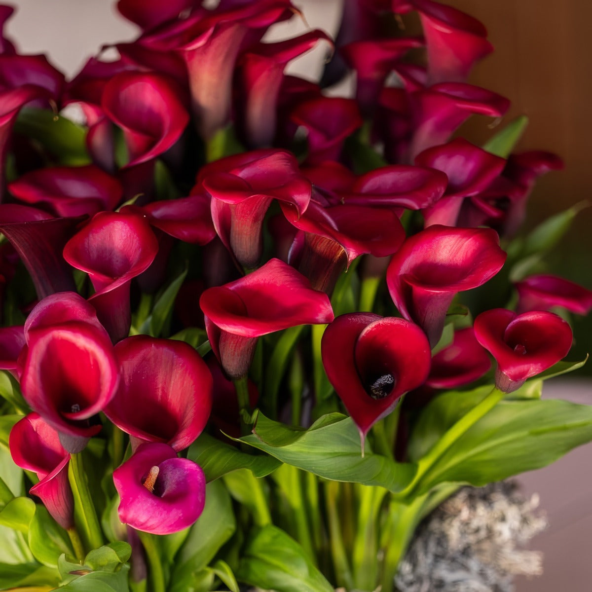 Calla Lily Red Salsa Pkcalrsa - Garden Express Australia