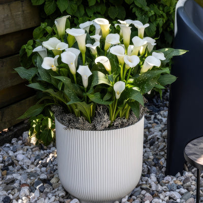 Calla Lily Whitehorse 2 Pkcalwhi - Garden Express Australia