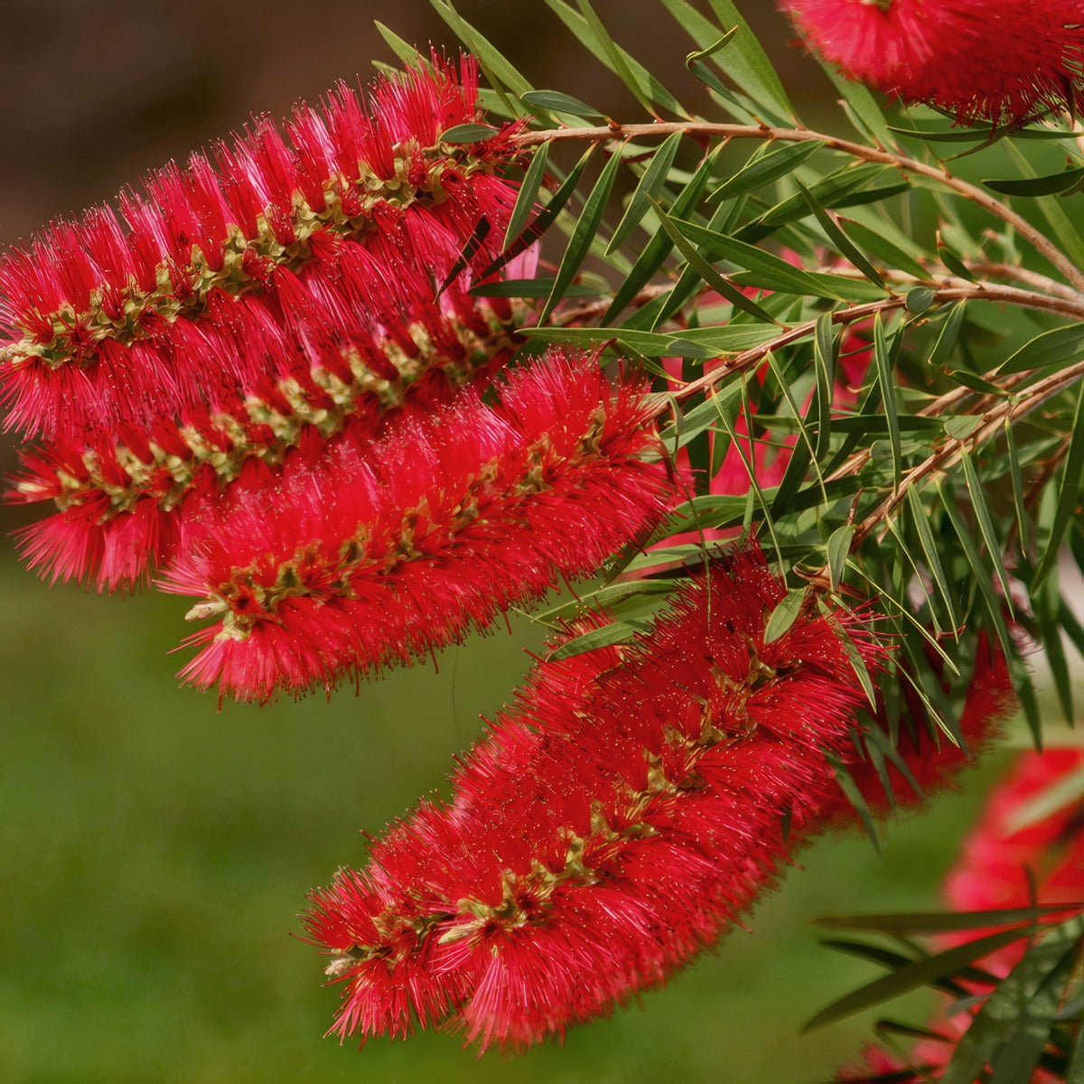 Callistemon Packers Selection Lpocalpse - Garden Express Australia