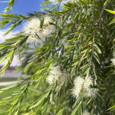 Callistemon Wilderness White - Garden Express Australia