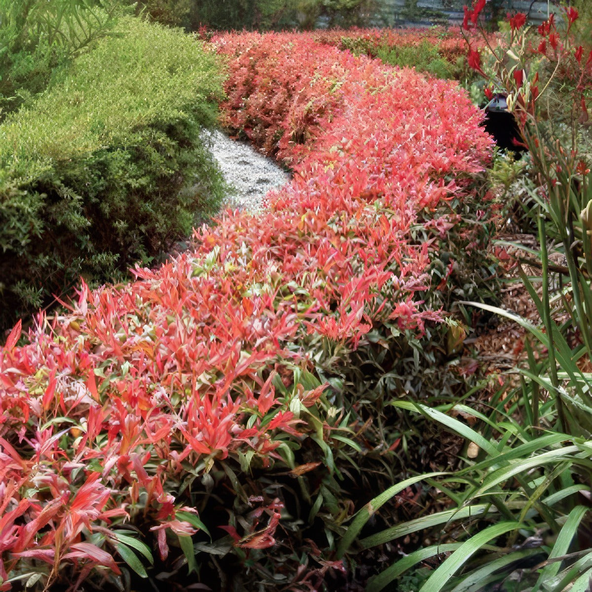 Callistemon Great Balls Of Fire P14calgbf - Garden Express Australia