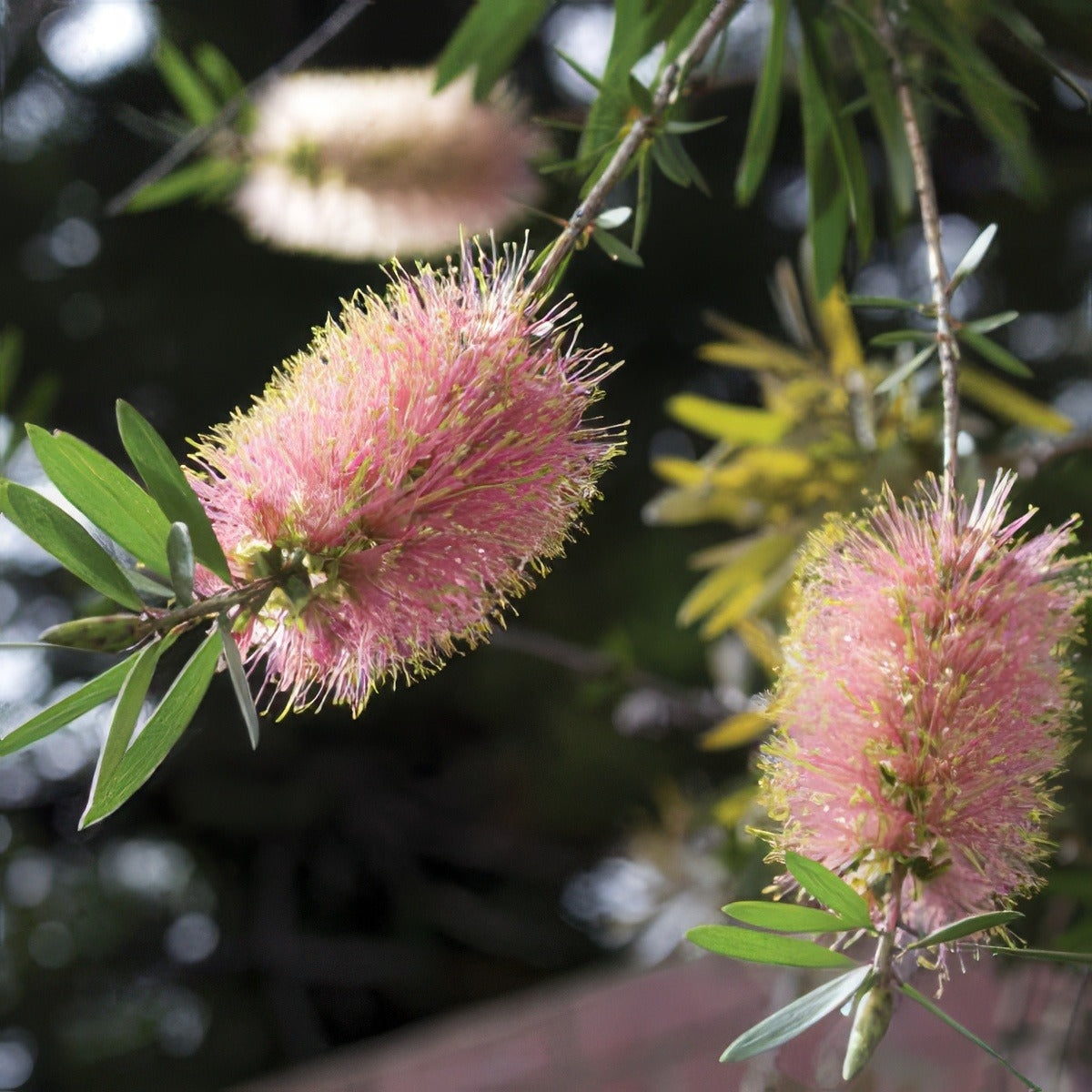 Callistemon Injune Lpocalinj - Garden Express Australia