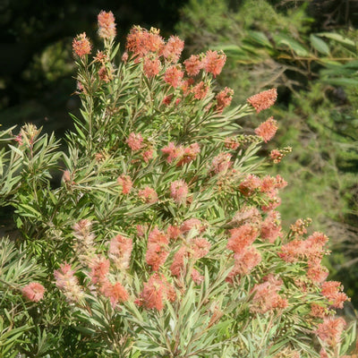 Callistemon Sugar Candy 15 - Garden Express Australia