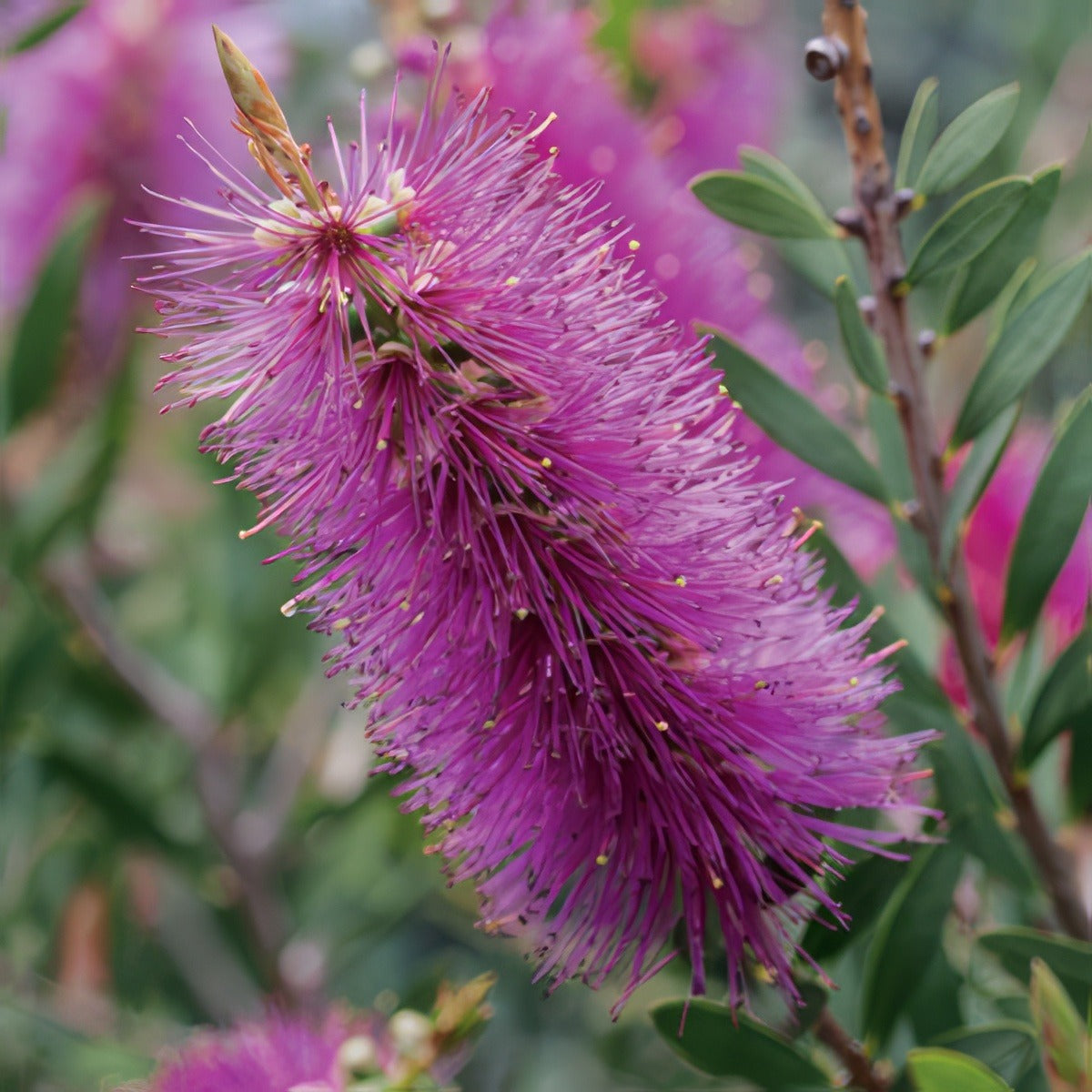 Callistemon Purple Cloud Lpocalpcl - Garden Express Australia