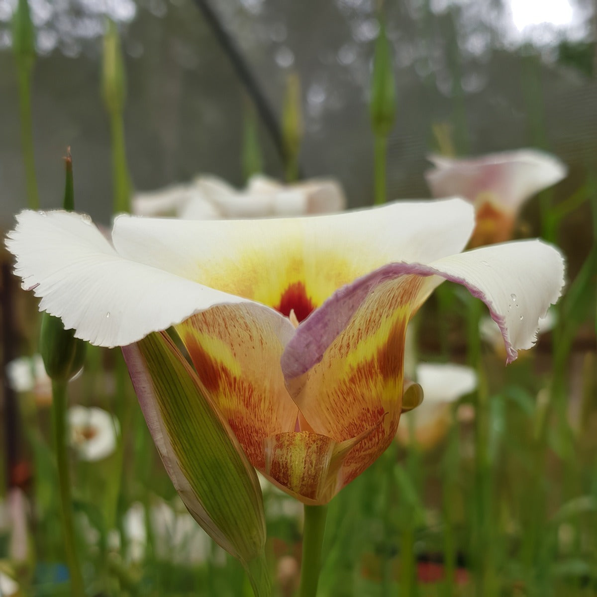 Calochortus Vestae 3 Pkcalves 2026 - Garden Express Australia