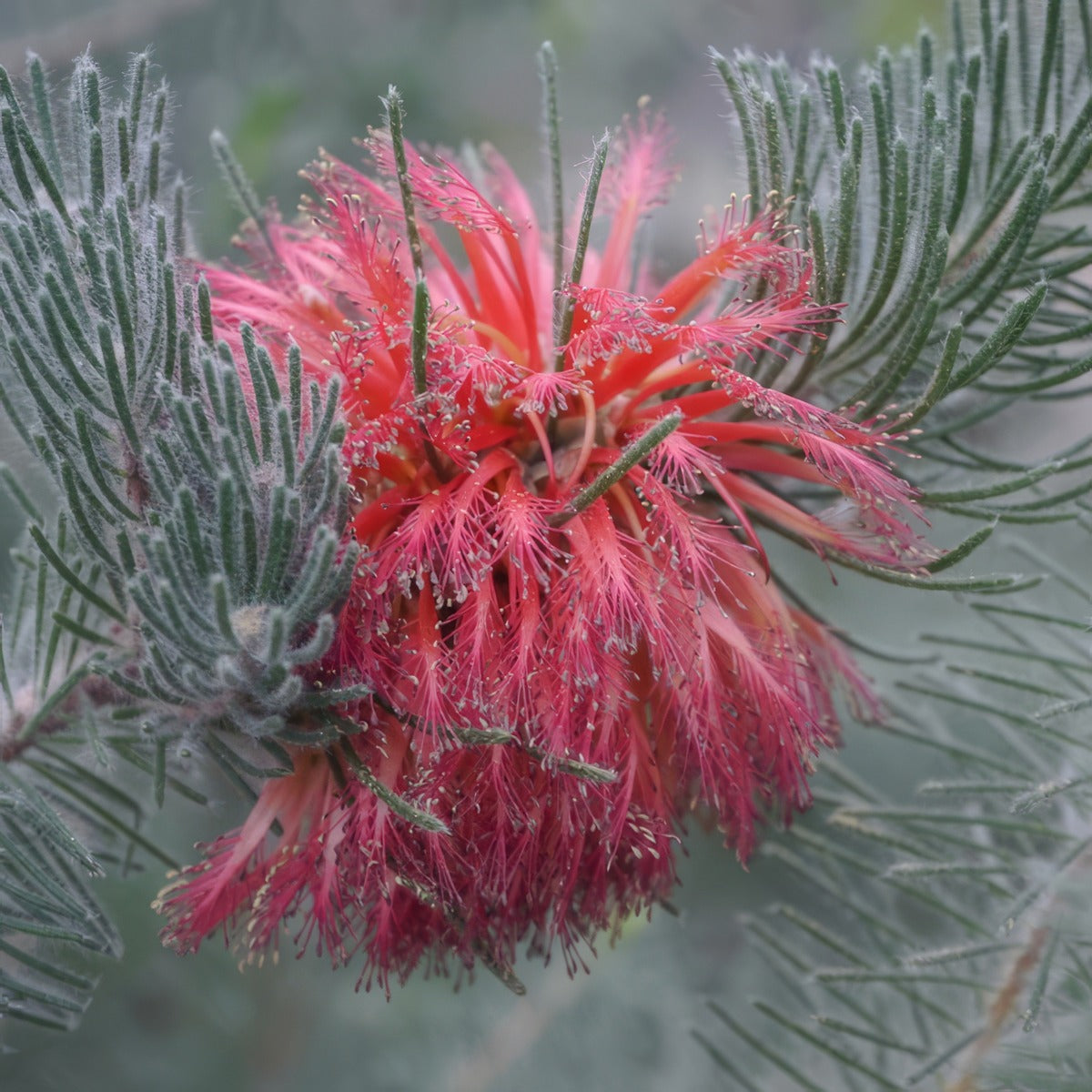 Calothamnus Dusty Grey P14caldgr - Garden Express Australia