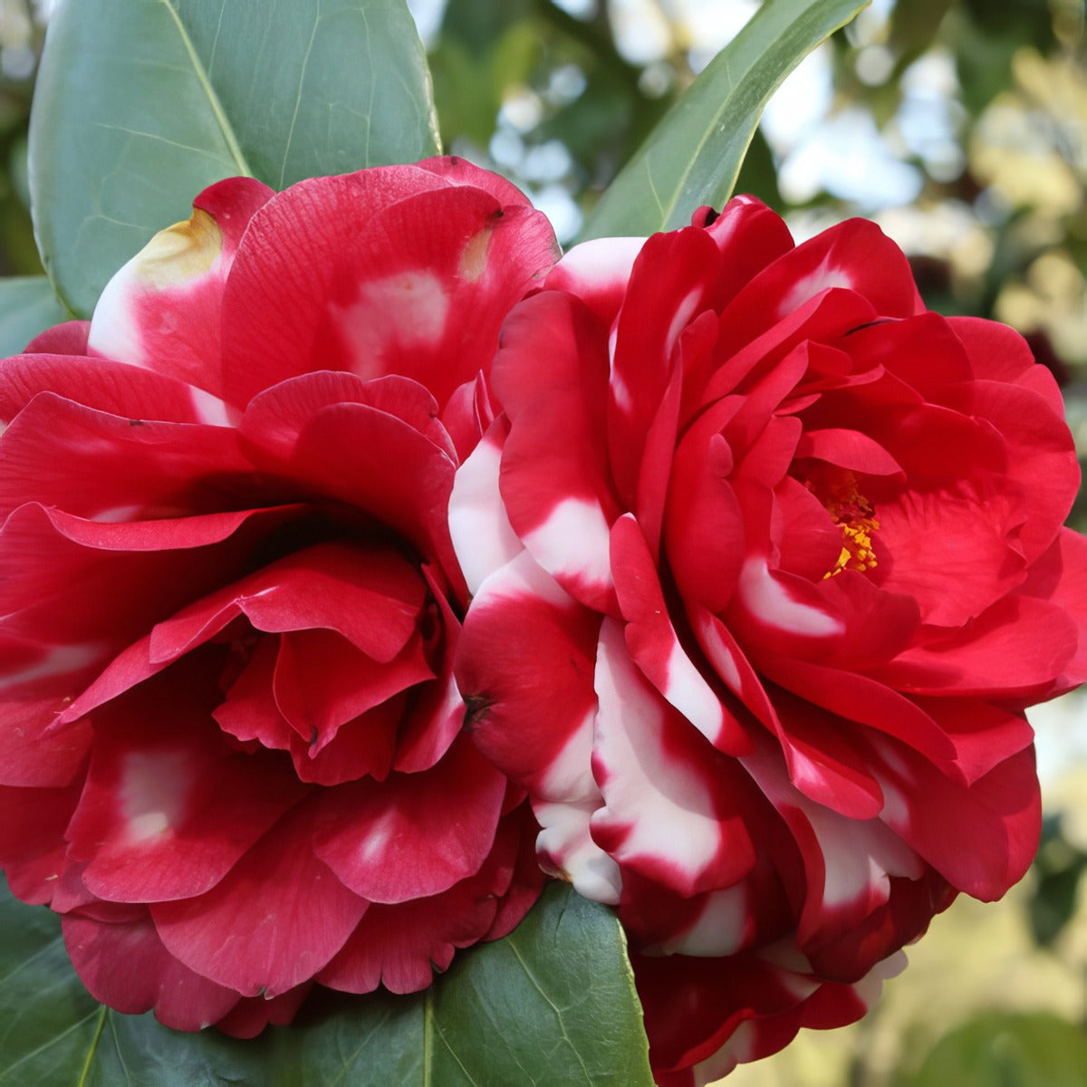 Camellia Emperor Of Russia St Lpocameor - Garden Express Australia