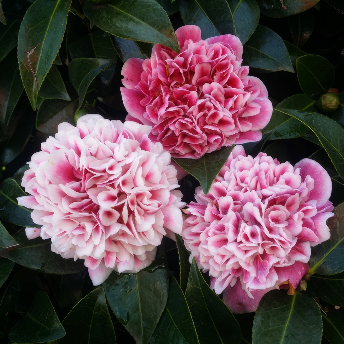 Camellia Volunteer - Garden Express Australia
