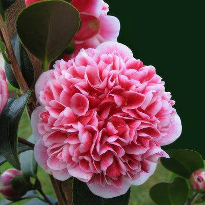 Camellia Volunteer P14camvol - Garden Express Australia