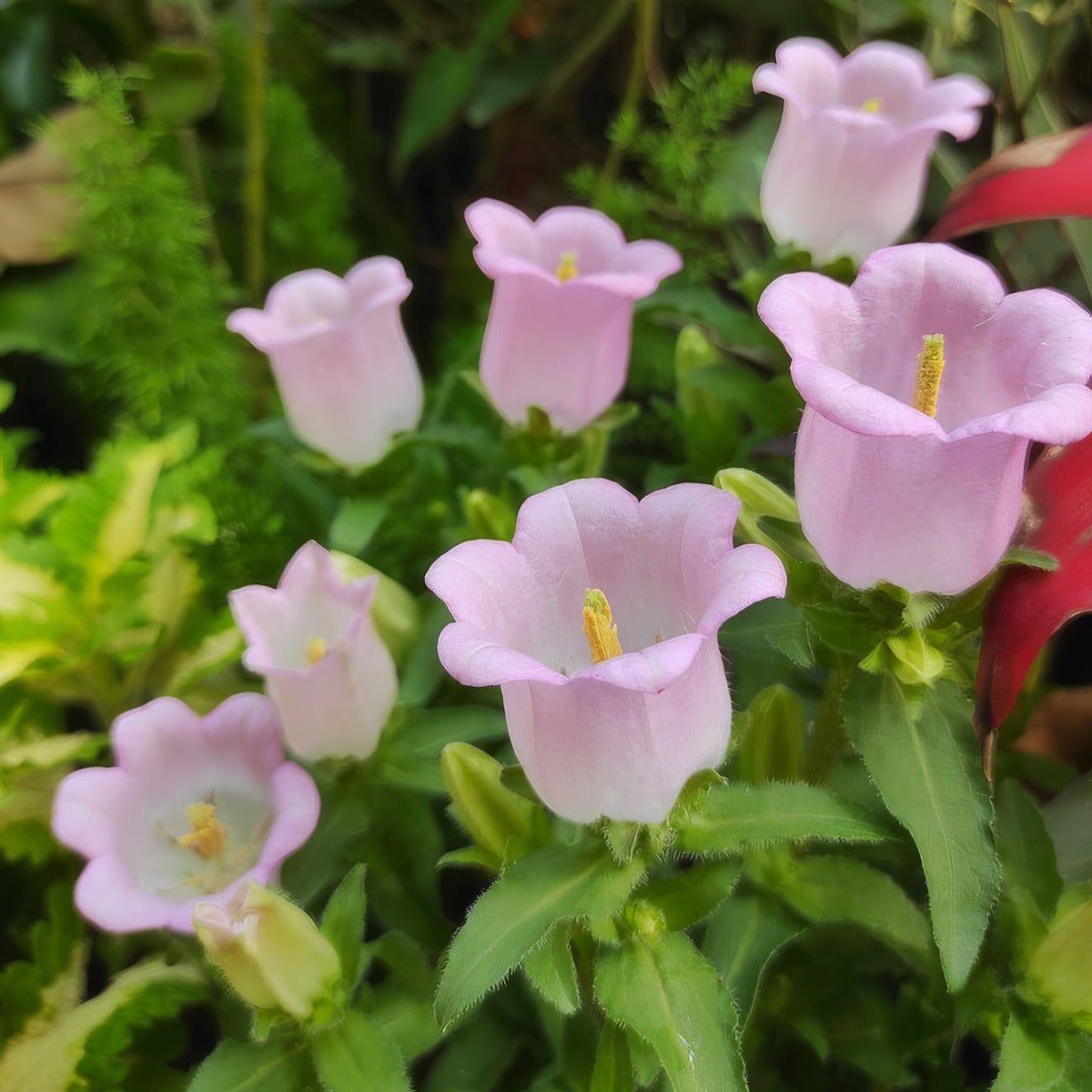 Campanula Canterbury Bells Pink Sp68camcbp - Garden Express Australia