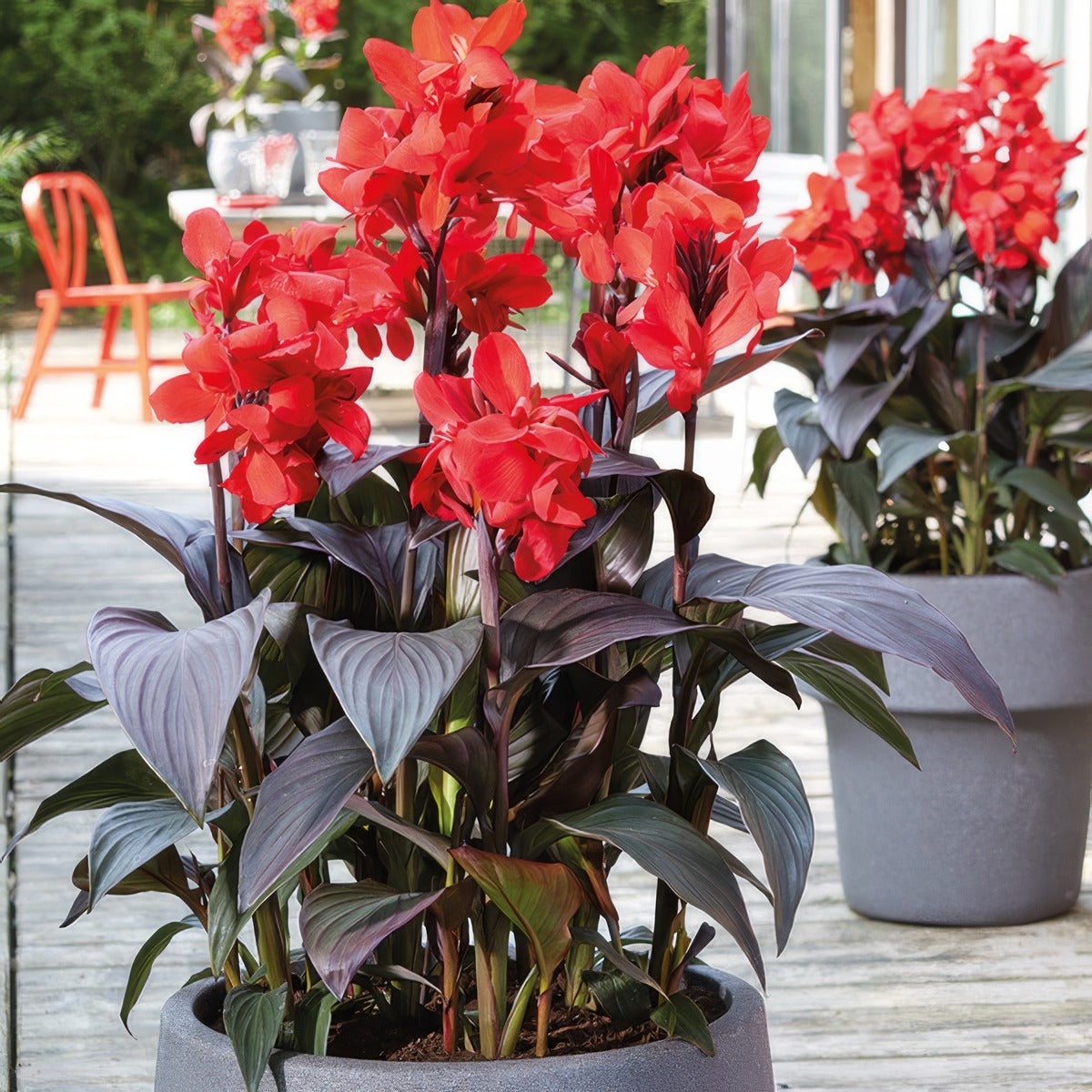 Canna Liliy Cannova Bronze Scarlet Pkclicbs - Garden Express Australia