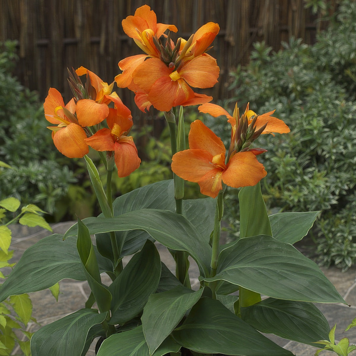 Canna Lily Cannova Orange Pkclicor - Garden Express Australia