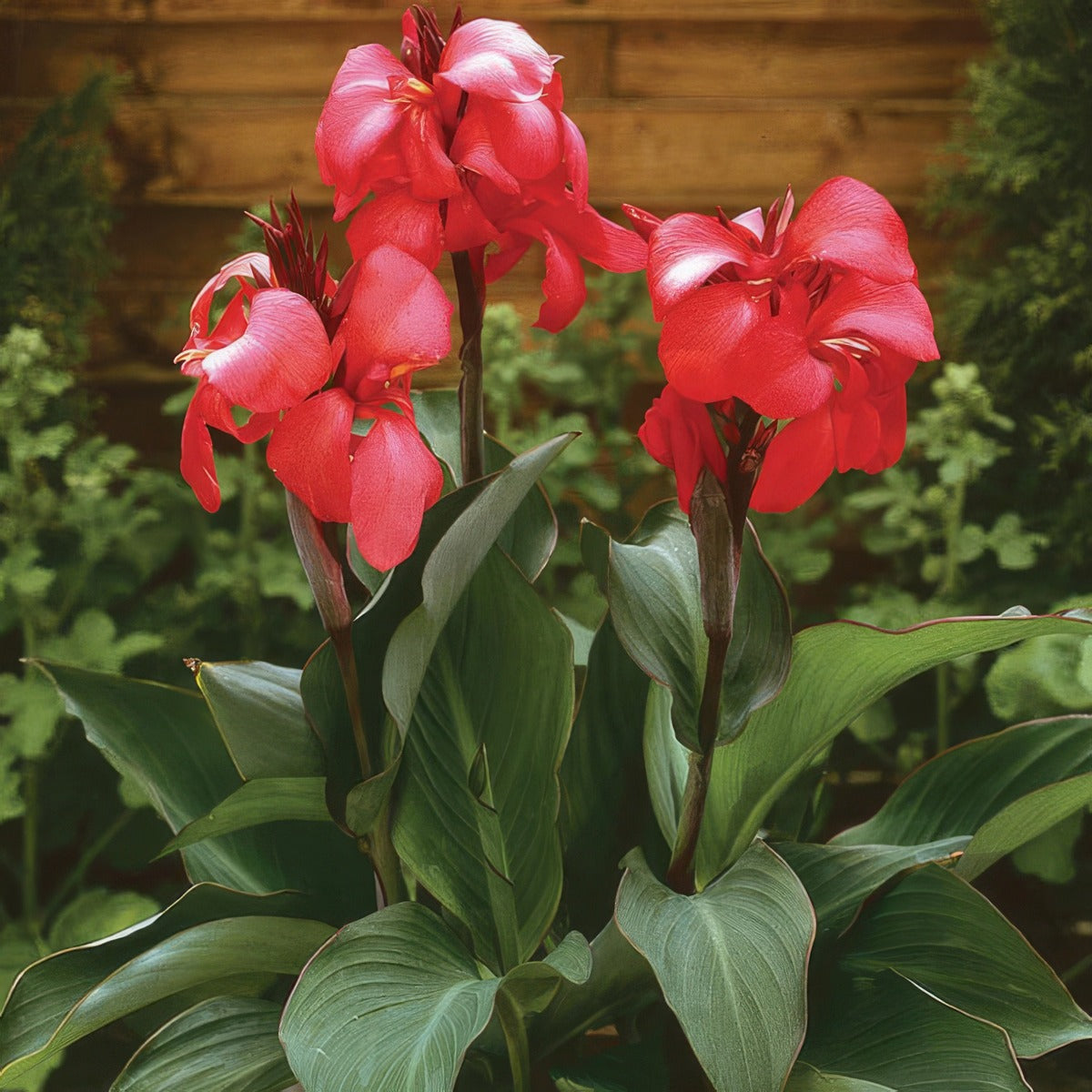 Canna Lily Cannova Rose Pkclicro - Garden Express Australia
