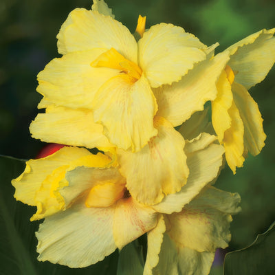 Canna Creamy Lemon 2 Pkclicrl - Garden Express Australia