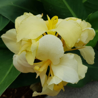 Canna Creamy Lemon Pkclicrl - Garden Express Australia