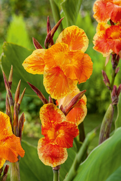 Canna Roma 2 Pkclirom - Garden Express Australia