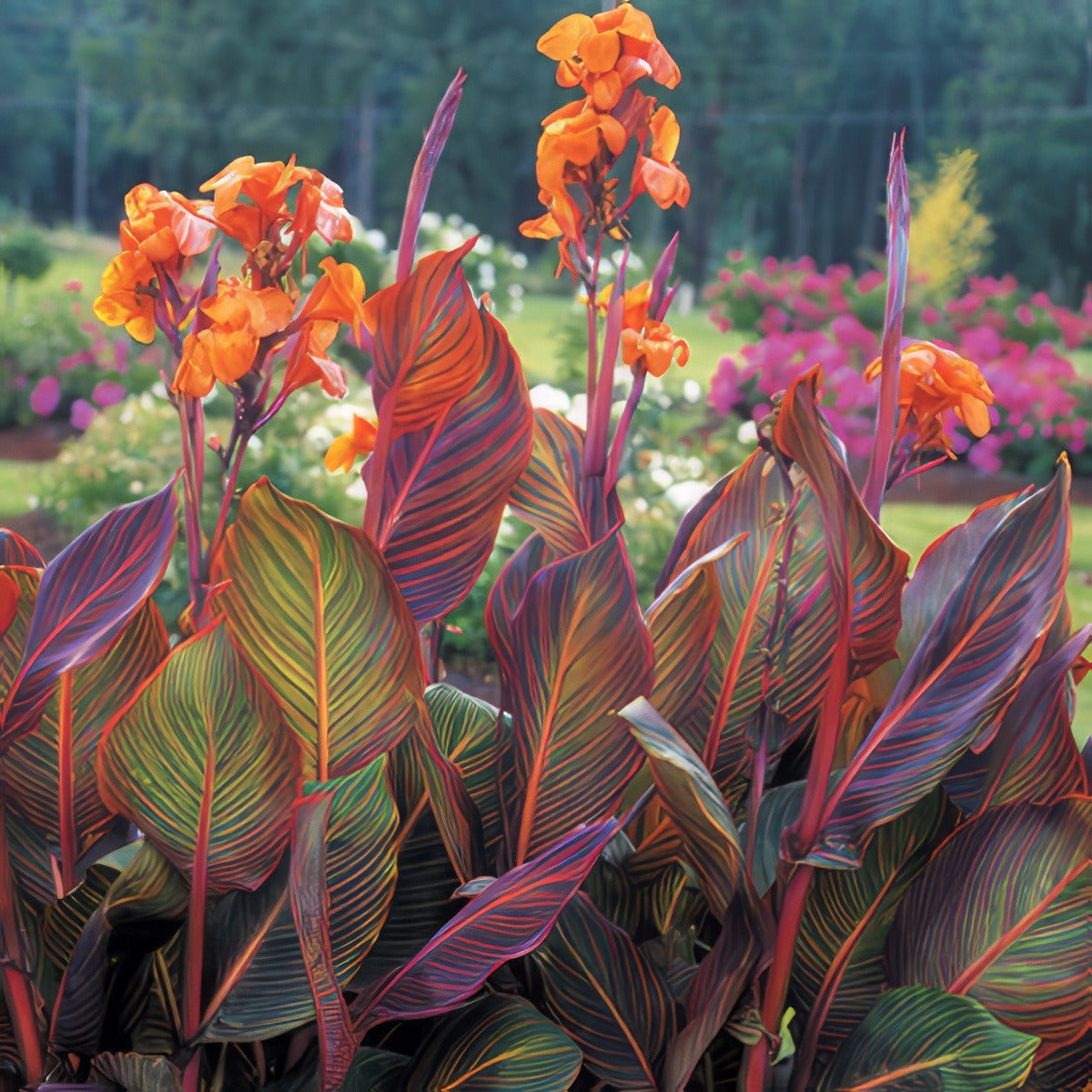 Canna Tropicanna 15 - Garden Express Australia