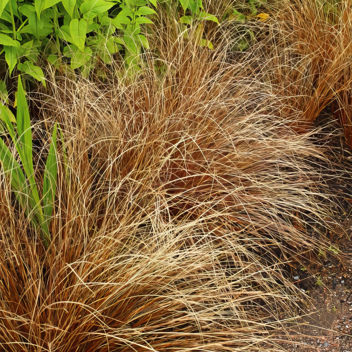 Carex Buchananii Leatherleaf Sedge Lpocarbls - Garden Express Australia