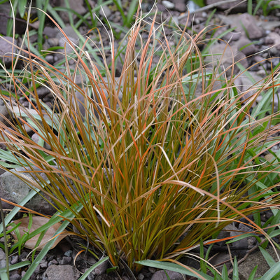 Carex Testacea Orange Sedge Lpocartes - Garden Express Australia