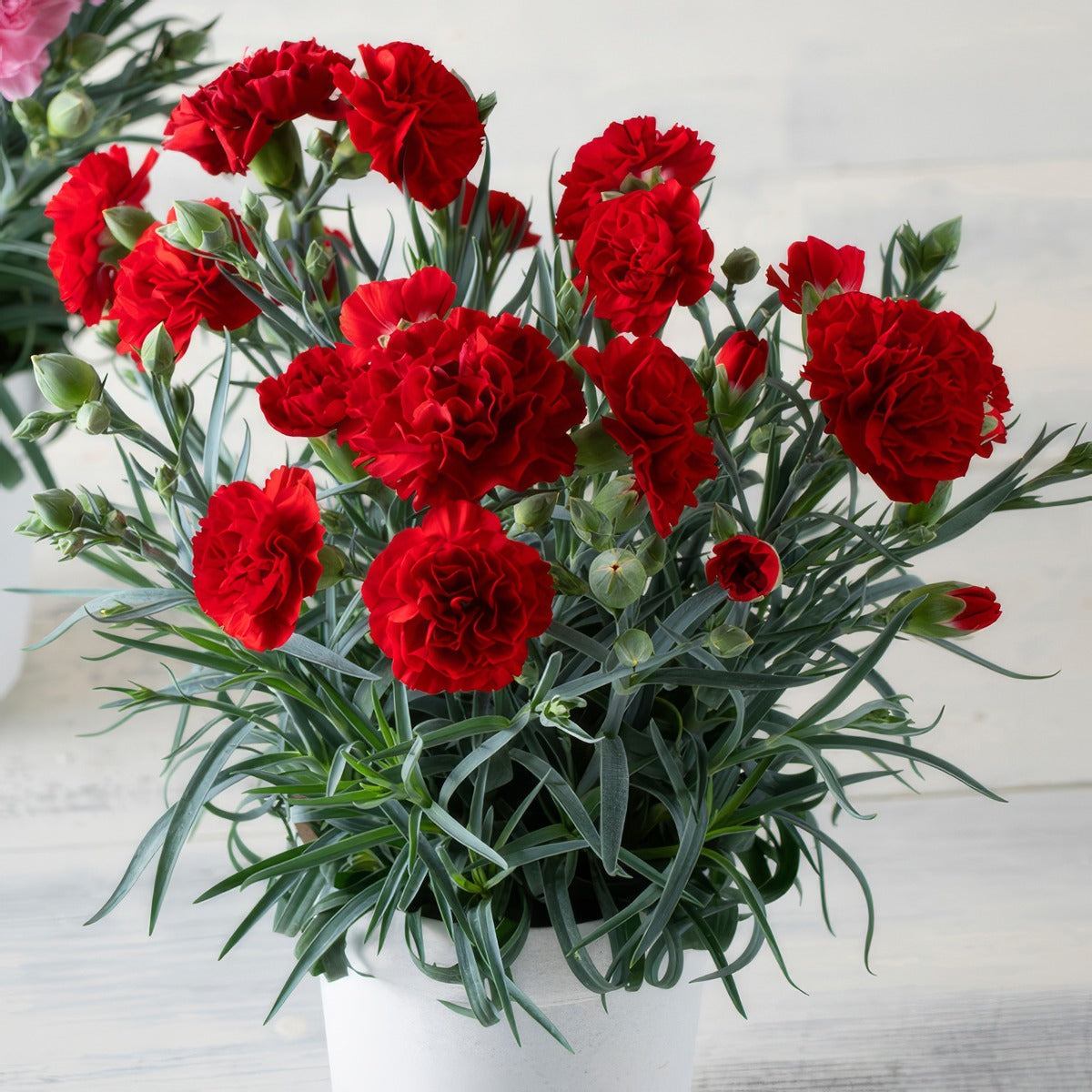 Carnation Dinamic Dark Red - Garden Express Australia
