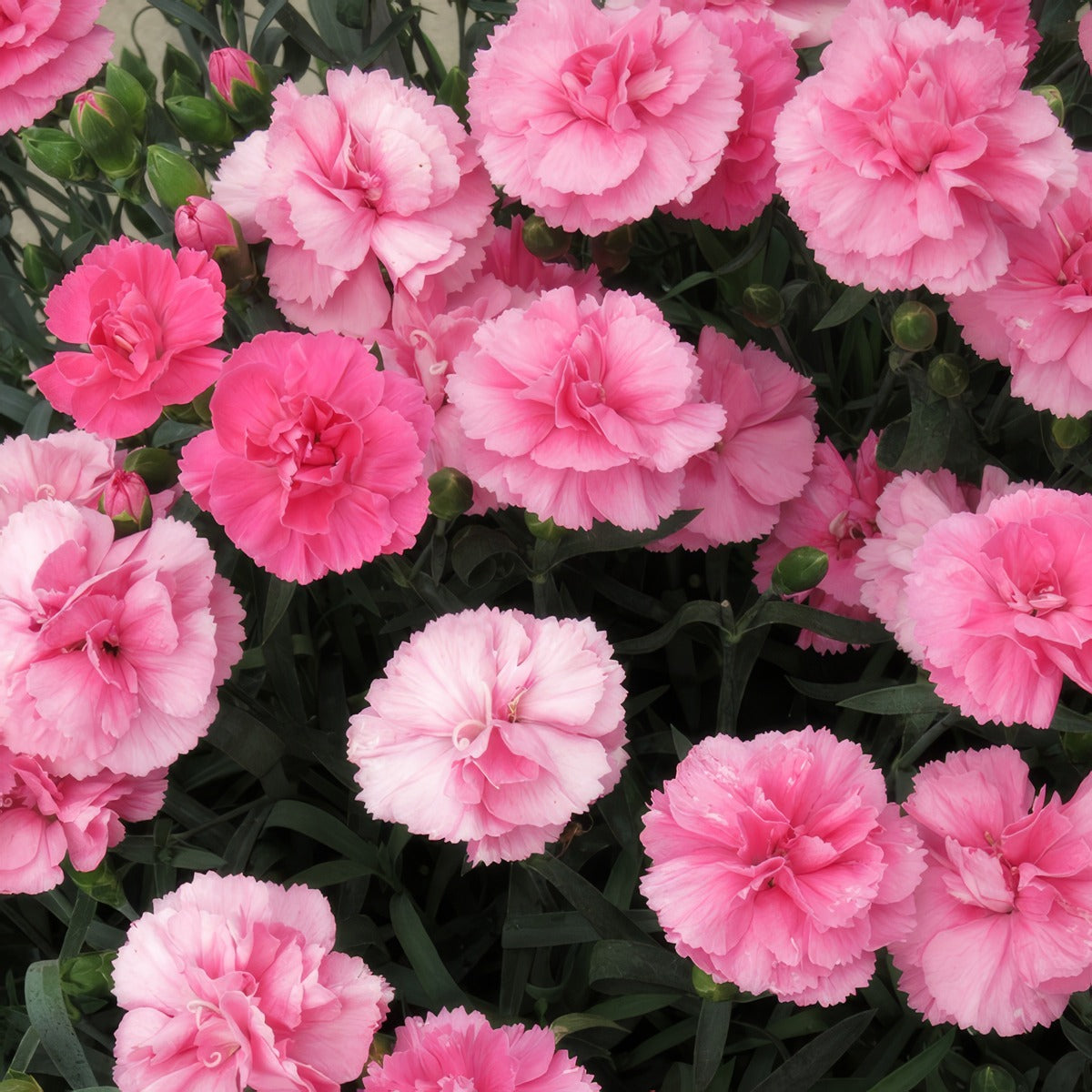 Carnation Dinamic Pink - Garden Express Australia