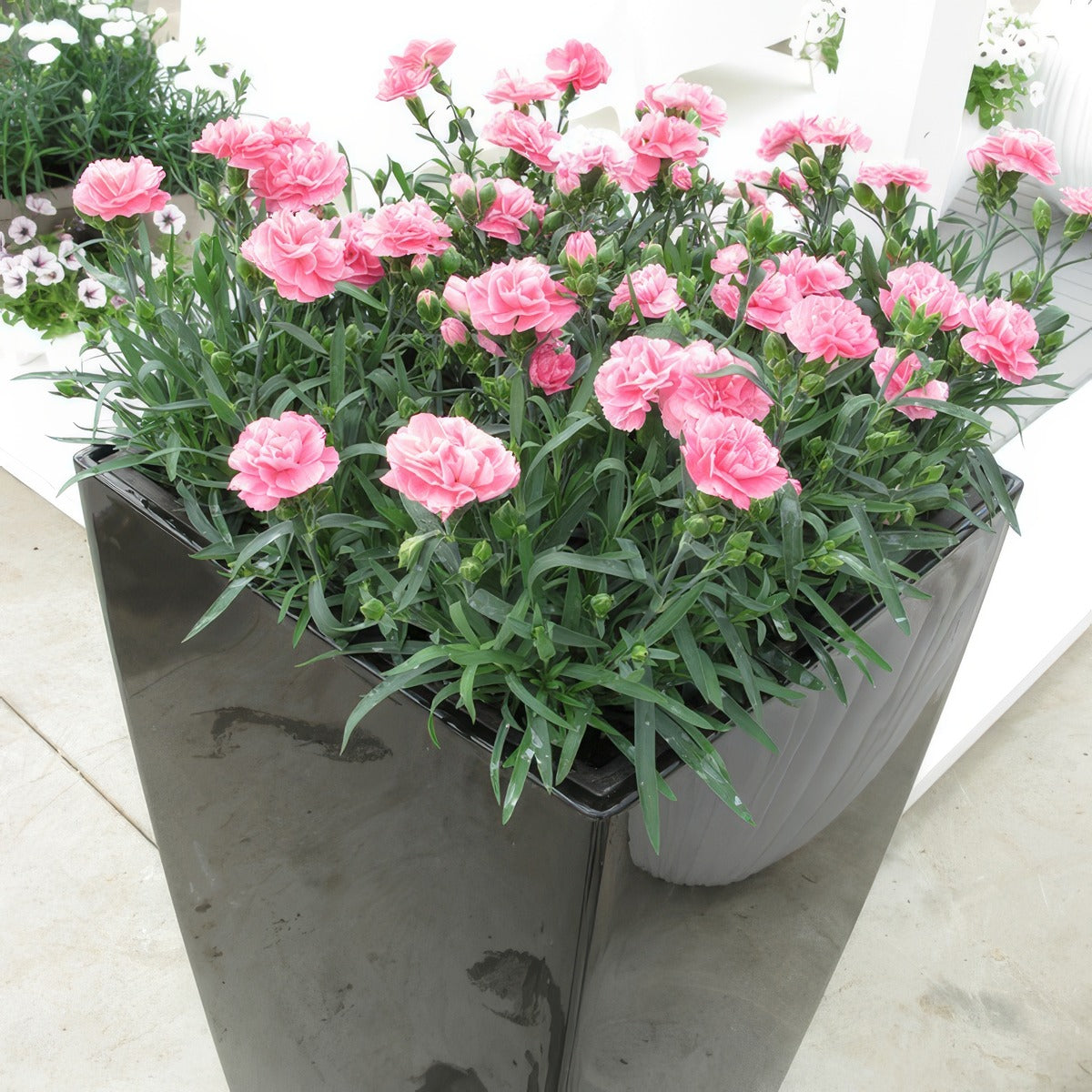 Carnation Dinamic Pink P12cardpn - Garden Express Australia