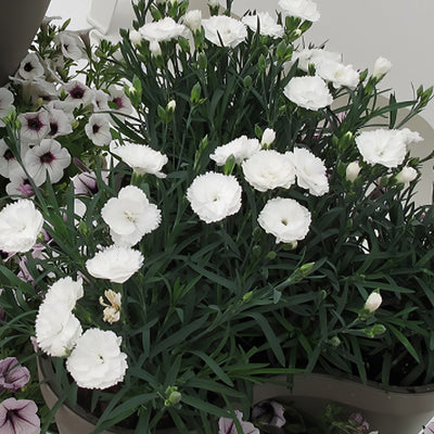 Carnation Dinamic White - Garden Express Australia