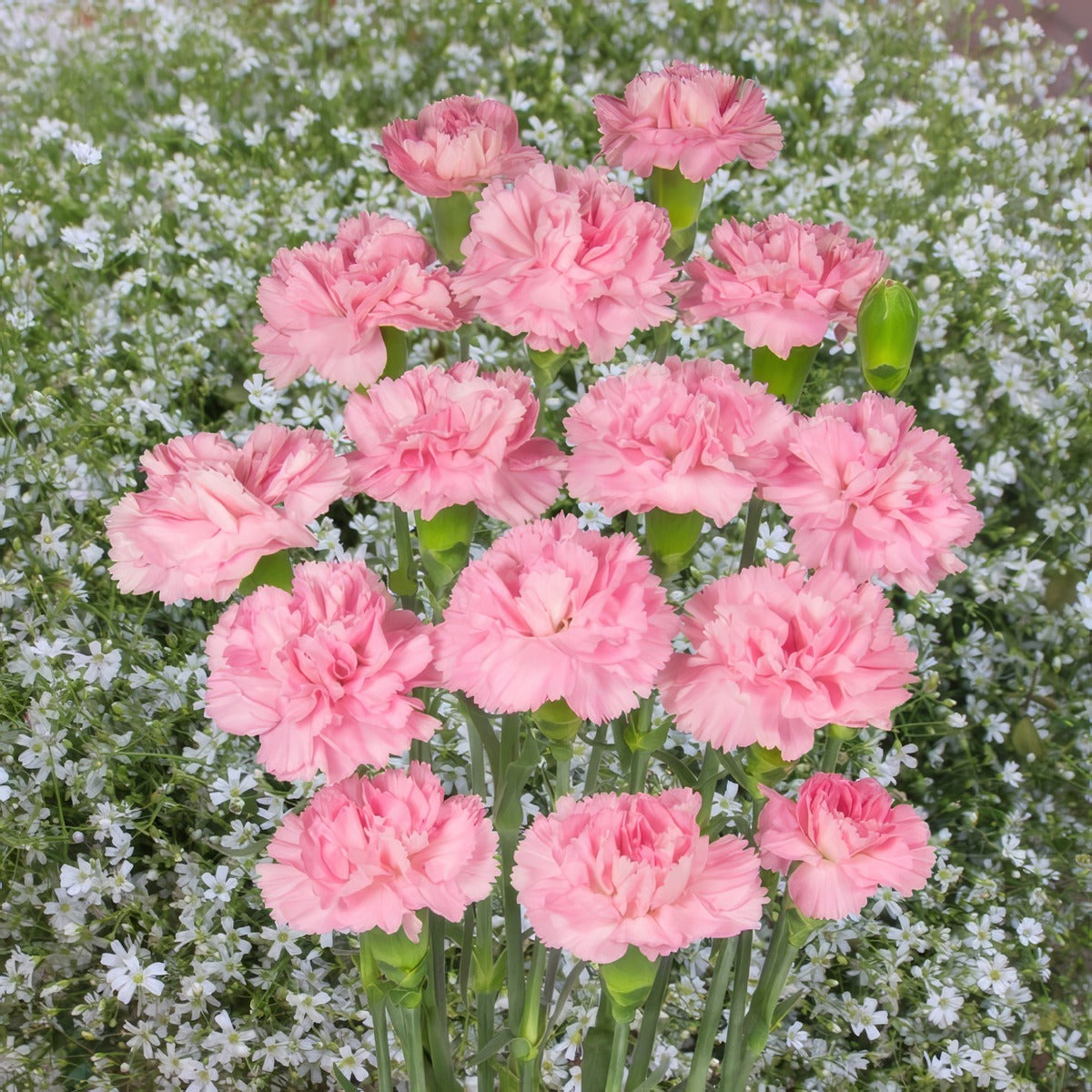 Carnation Amaral P68carama - Garden Express Australia