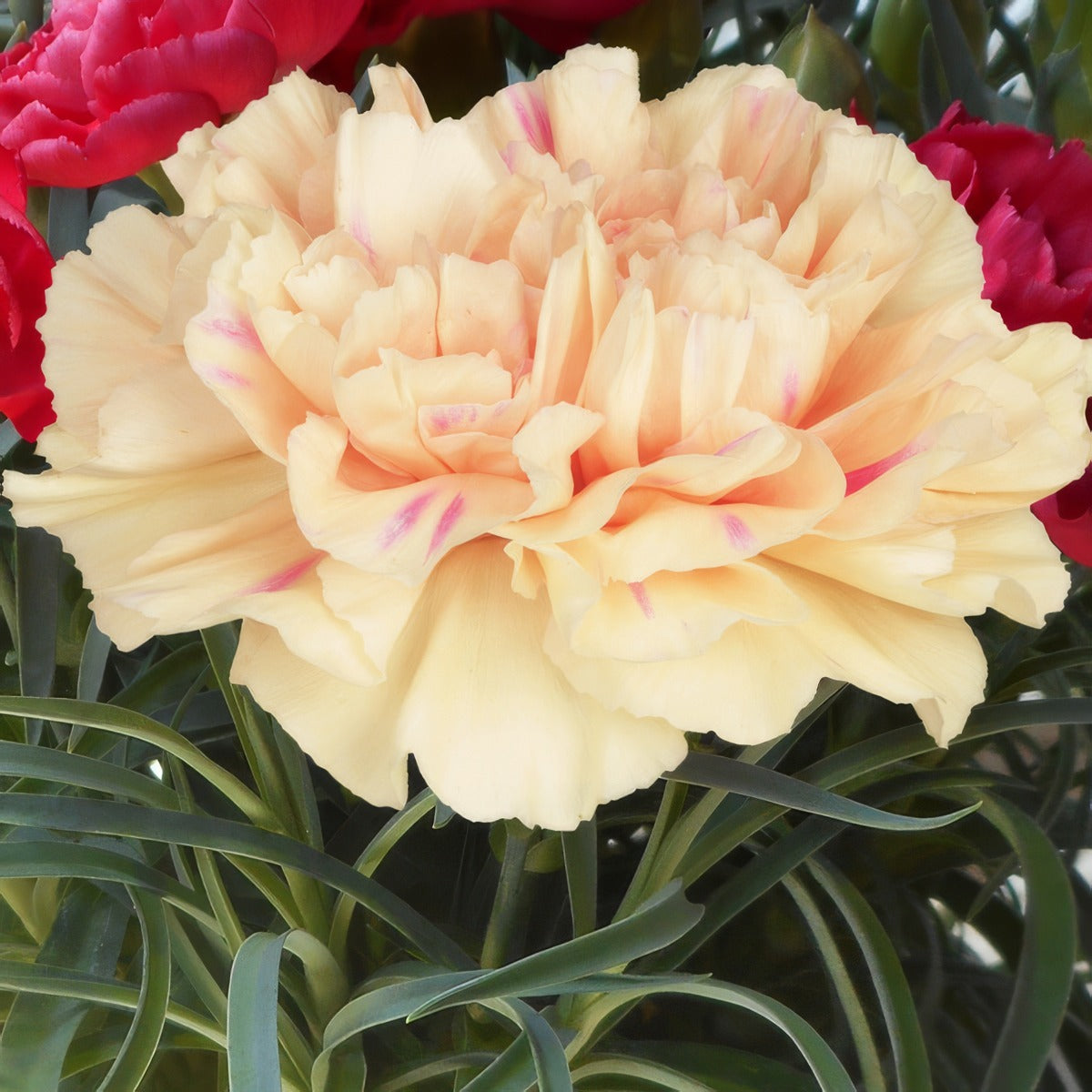 Carnation Apple Tea P18carate - Garden Express Australia
