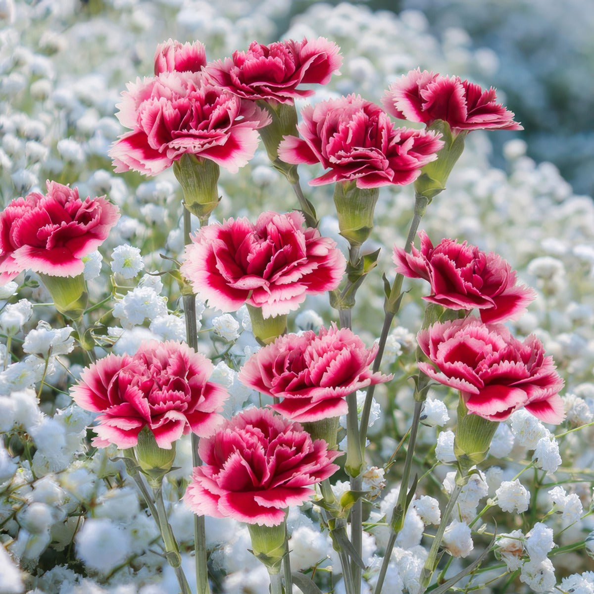 Carnation Aura P18caraur - Garden Express Australia
