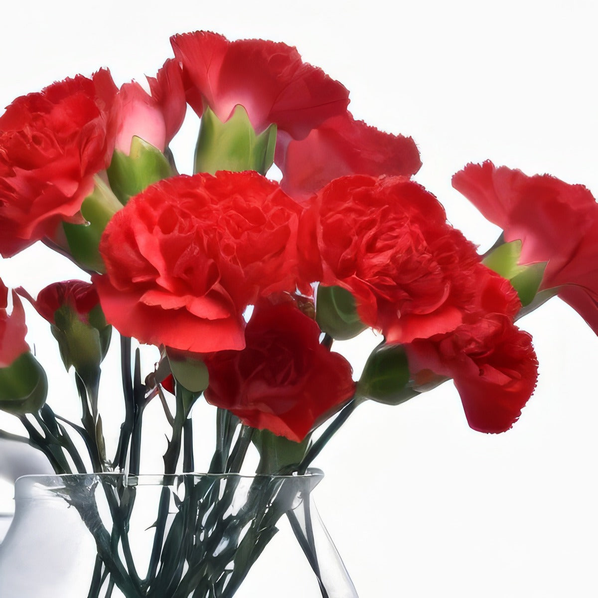 Carnation Cortes P68carcor - Garden Express Australia