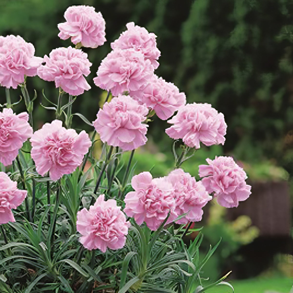 Carnation Deep Faith P68cardfa - Garden Express Australia