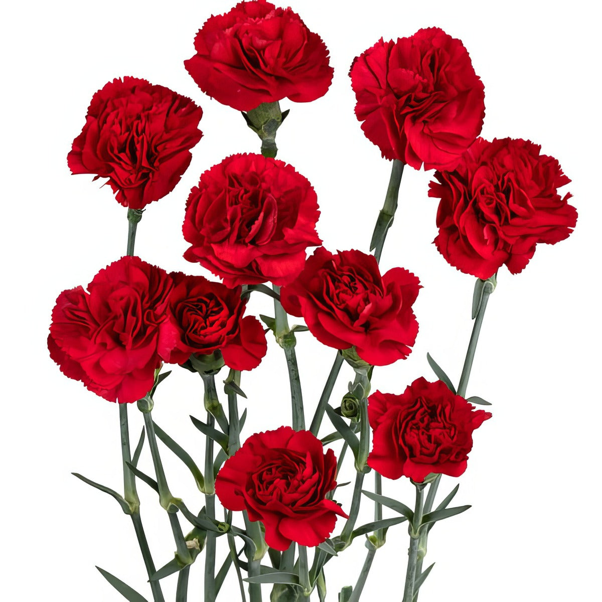 Carnation Harper P68carhar - Garden Express Australia